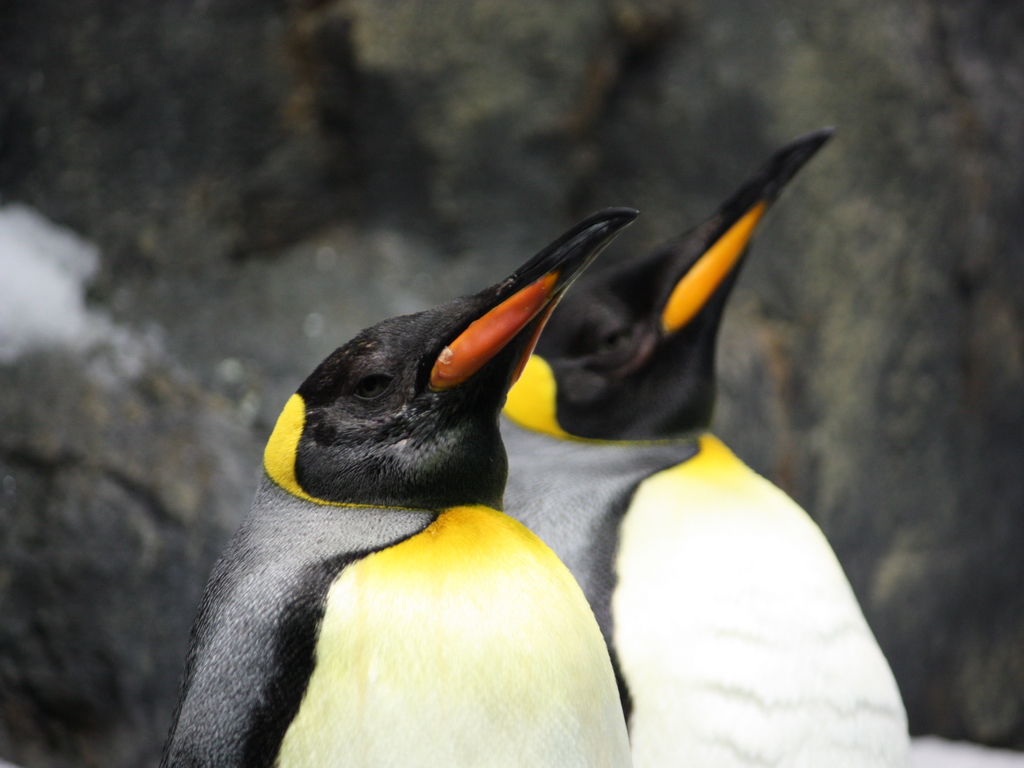 Pinguine auf Teneriffa